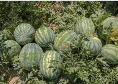 آغاز برداشت هندوانه خارج از فصل از زمین‌های کشاورزی منطقه تازیان