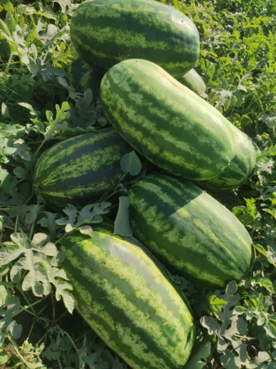 آغاز برداشت هندوانه شب یلدا از مزارع شهرستان رودان