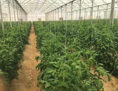 بهره‌برداری از ۱۱ طرح باغبانی و گلخانه‌ای در هرمزگان با اعتبار بیش از  ۲۳۰۰ میلیارد ریال