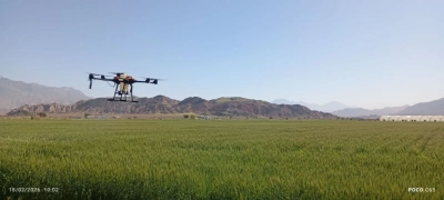 آغاز مبارزه با آفت سن گندم در مزارع هرمزگان