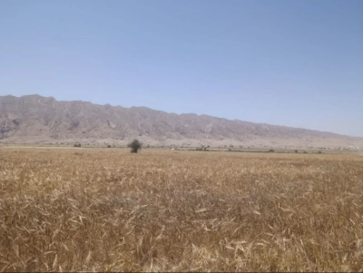 برداشت ۲۲۰ تن گندم از بخش تخت شهرستان بندرعباس