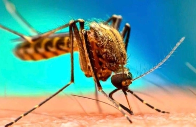 غربالگری ۹ هزار نفر از گروه‌های پرخطر هرمزگان در مسیر حذف مالاریا