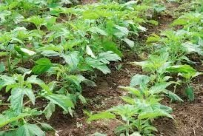 آغاز کشت کنجد در شهرستان حاجی‌آباد با پیش‌بینی کشت ۸۰۰ هکتار