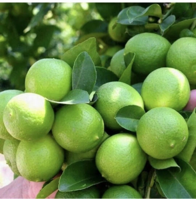 برداشت لیموترش از ۱۱ هزار هکتار باغات رودان ادامه دارد
