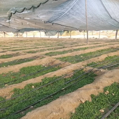 آغاز کشت نشاء تنباکو در شهرستان بندرلنگه