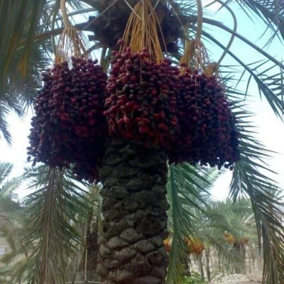 از پیارم تا مضافتی؛ حاجی‌آباد آماده برداشت ۵۸ هزار تن خرما