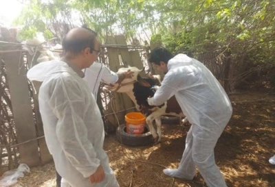 رئیس اداره دامپزشکی شهرستان بندرعباس خبرداد: نظارت و ارزیابی عملکرد اکیپ های عملیاتی مبارزه با بیماری های دامی