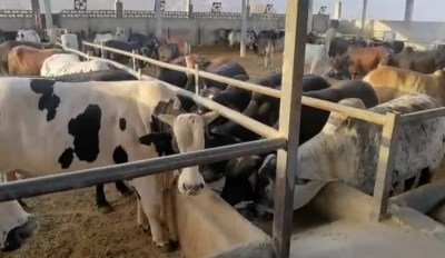 بازدید از ۵۲۵ طرح کشاورزی و غیرکشاورزی در بندرعباس/ تأکید بر نظارت مستمر برای پایداری اشتغال
