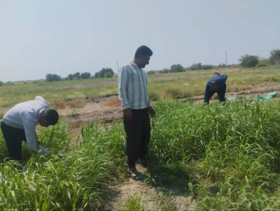 کشت ۳۵۰ هکتار محصولات تابستانه در زیارتعلی/ پیش‌بینی برداشت یک‌هزار و ۲۰۰ تن محصول