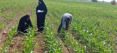 مقابله با کرم برگ‌خوار ذرت تحت کنترل و پایش مستمر کارشناسان جهاد کشاورزی حاجی آباد است