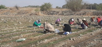 آغاز کشت پیاز در سطح  ۳۷۰۰ هکتار از مزارع شهرستان بندرعباس